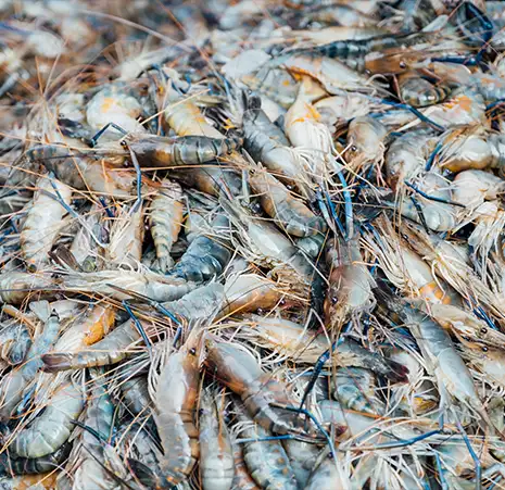 Aquaculture