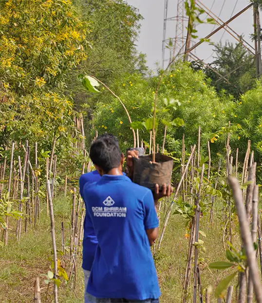 Tree plantation Tree plantation